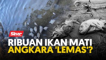 Download Video: Ribuan ikan mati angkara 'lemas'