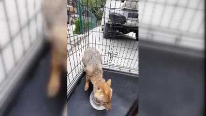 Son dakika haberleri | Köpeklerin saldırısında yaralanan tilki tedavisinin ardından doğaya bırakıldı