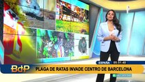 España: una inusual plaga de ratas invade el centro de Barcelona