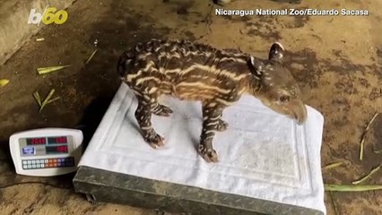 These Baby Tapirs Are Simply Adorable