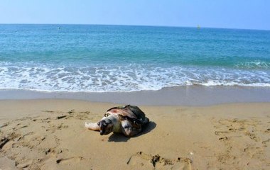 Son dakika haberleri! ANTALYA'DA 2 ÖLÜ DENİZ KAPLUMBAĞASI SAHİLE VURDU