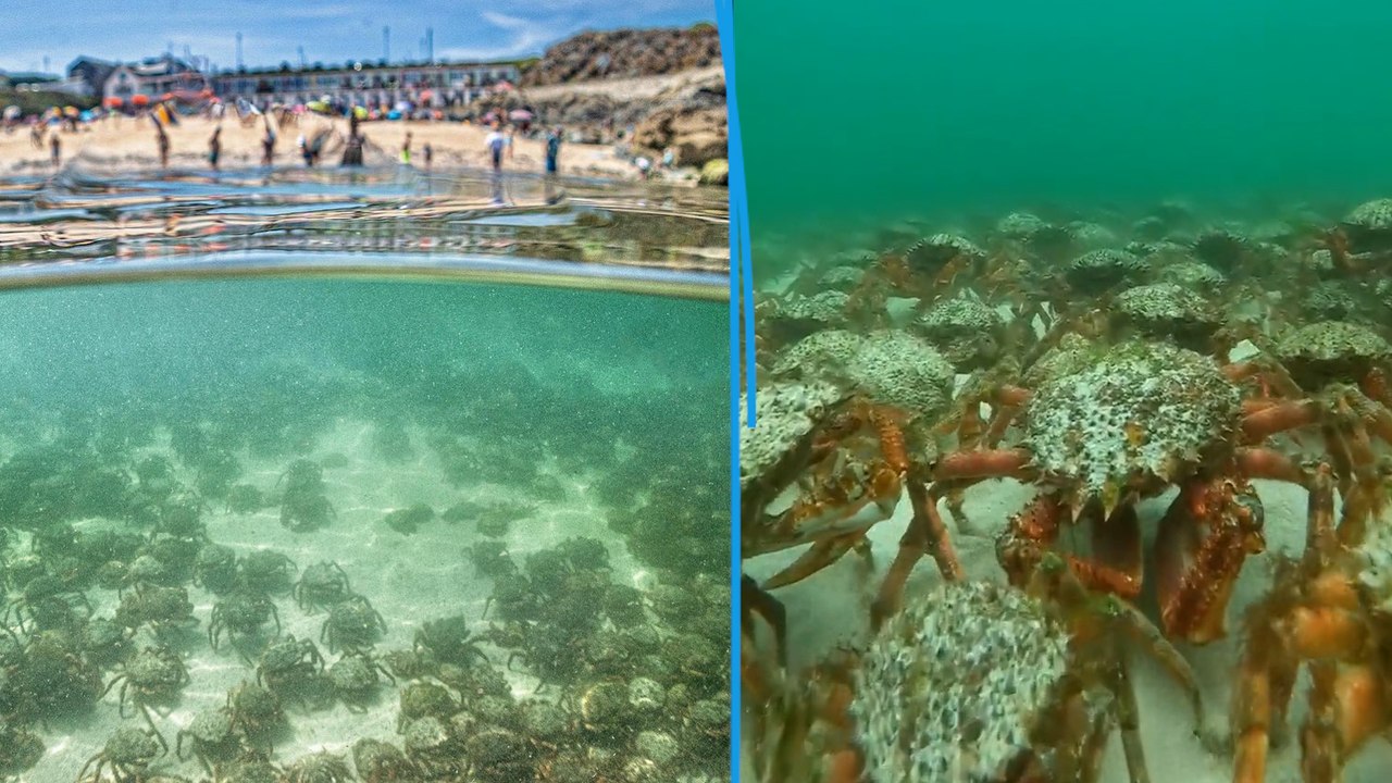 Invasion spectaculaire d'araignées de mer sur les plages de Cornouailles