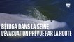 Béluga dans la Seine: la présidente de Sea Shepherd explique comment va se dérouler l'évacuation