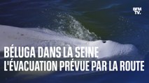 Béluga dans la Seine: la présidente de Sea Shepherd explique comment va se dérouler l'évacuation