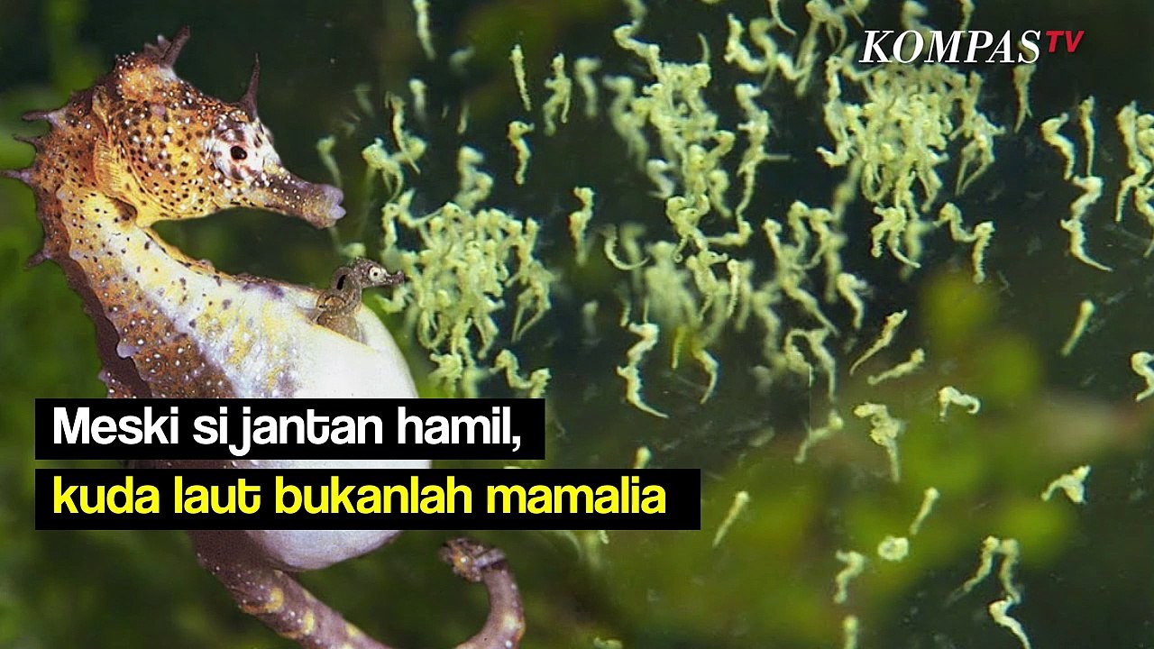 Jangan Keliru Lagi, Kuda Laut itu Termasuk dala...