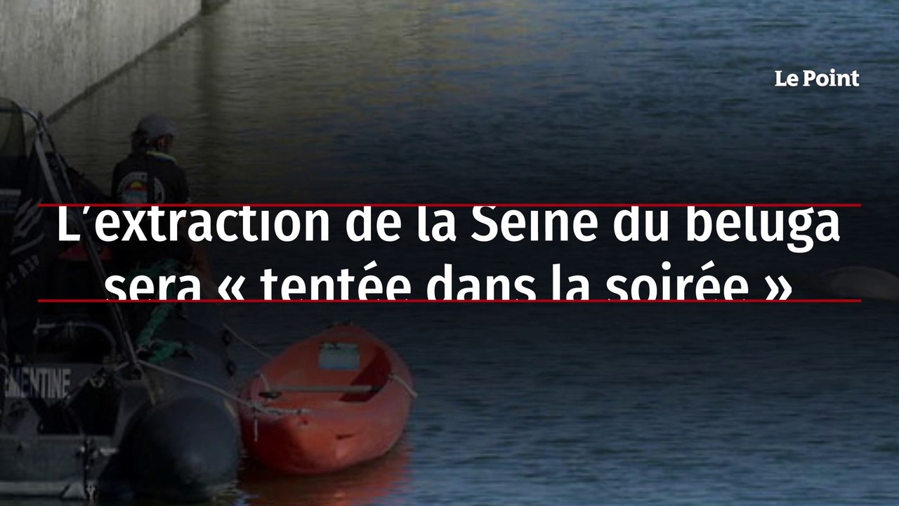 L’extraction de la Seine du béluga sera « tentée dans la soirée »