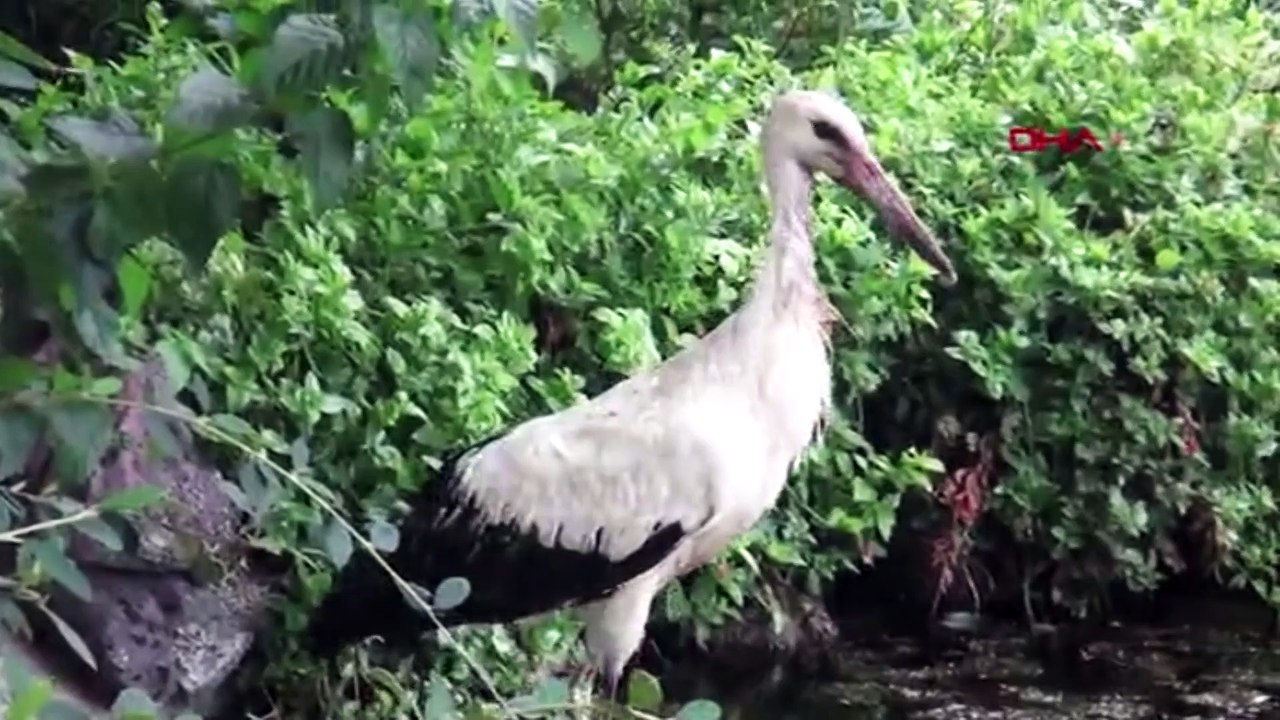Yol kenarına düşen yavru leylek tedavi altına alındı
