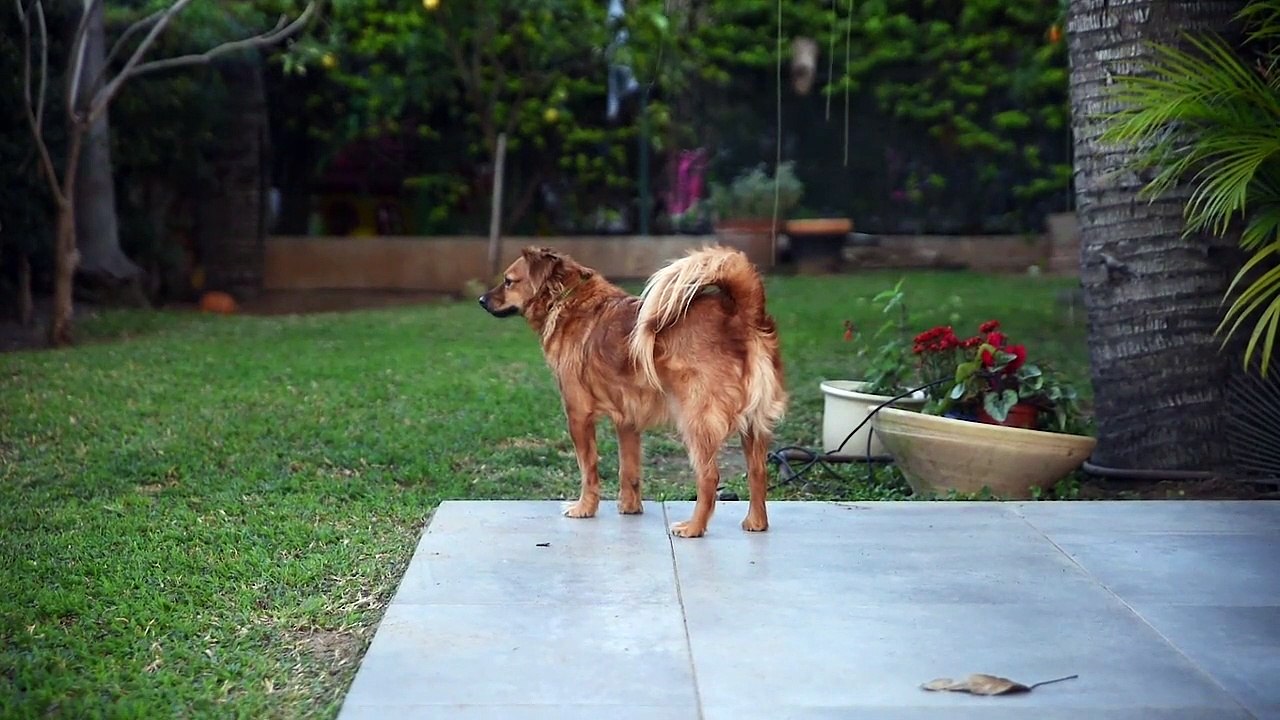 Dog Lover