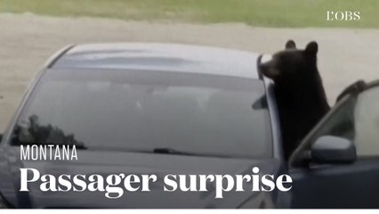 Un ours du Montana passe toute une nuit bloqué dans une voiture