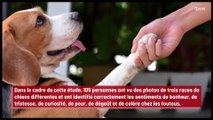 Les humains peuvent savoir comment leurs chiens se sentent !