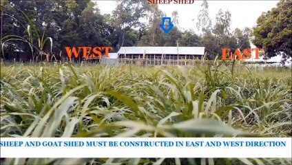 LEARN GOAT FARMING-HOW TO CONSTRUCT SHED- _بھیڑ اور بکری کاروبار PART-30