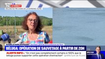 Le coût de l'opération de sauvetage du béluga dans la Seine estimé à 