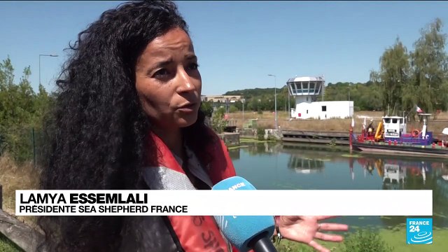 Béluga dans la Seine: Une opération sera tentée dans la soirée pour l'extraire