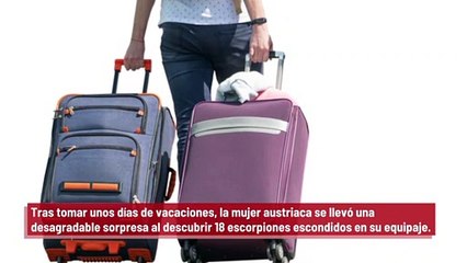 De regreso de sus vacaciones, una mujer encuentra 18 escorpiones en su maleta