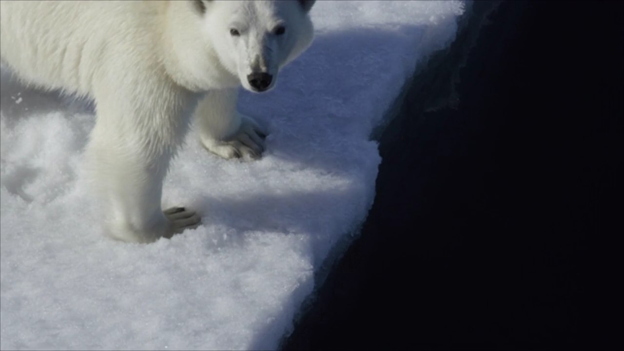 Eisbär wird für den angriff auf touristin erschossen