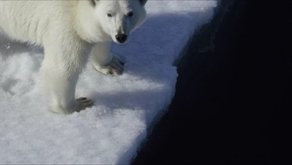 Eisbär wird für den Angriff auf Touristin erschossen