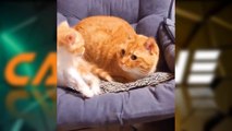 Coba Tahan Tawa ! Video Kucing Lucu Bikin Ketawa Ngakak
