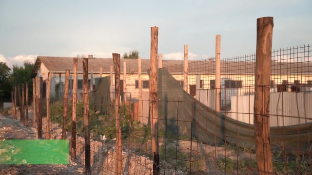 Roma, peste suina: verranno abbattuti 130 tra maiali e cinghiali