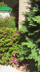 Serene Hidden Garden