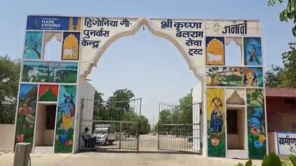 लम्पी संक्रमित गोवंश की संख्या ढाईलाख के पार,11 हजार 563 की मौत