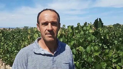 Sud-Ardèche : on a jamais vendangé aussi tôt