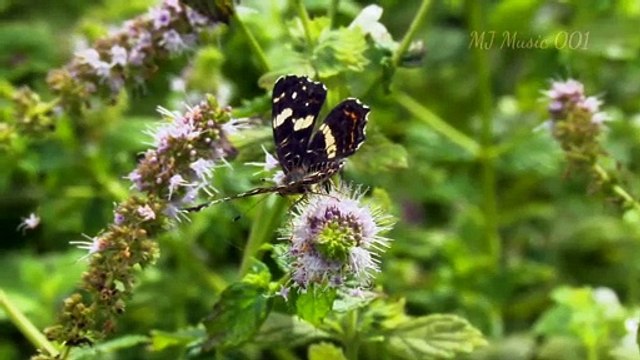 heart touching fulte background music || Very emotional and sad background music no copyright 2022.