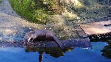 جولة في حديقة حيوانات رباط