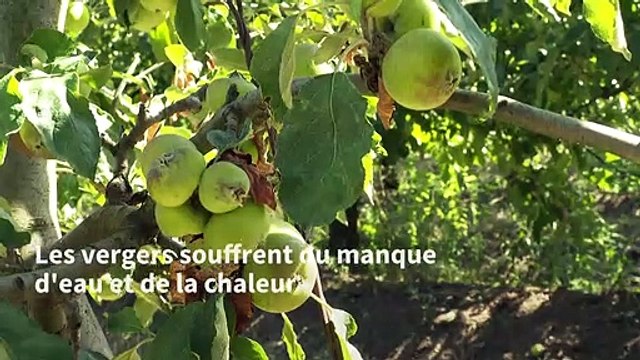 Dans les vergers, des arbres fruitiers à l'épreuve de la sécheresse