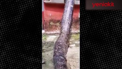 Evinin bahçesine dünyanın en büyük yılanı girdi