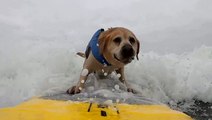 Surfs up! Pups compete in dog surfing championships