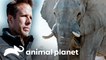 Sedando a un elefante macho adulto salvaje | Caminando con Elefantes | Animal Planet