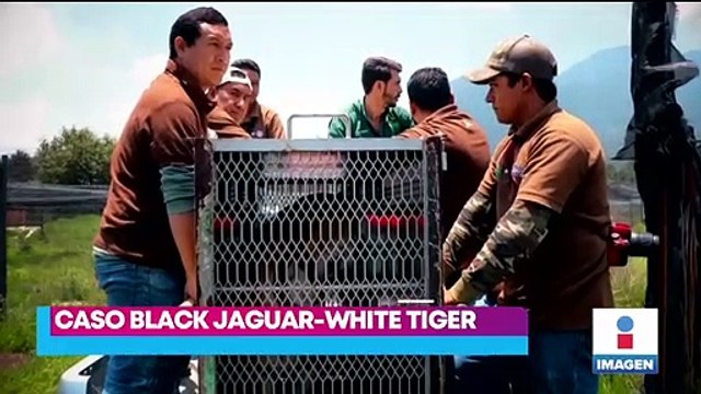 Black Jaguar-White Tiger: Profepa continúa con el traslado de felinos