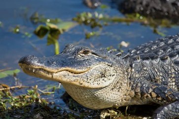 Fla. Man Hospitalized After Alligator Bites His Face During Swim Near Tampa