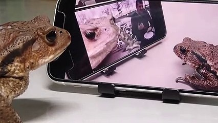 Frogs whose rhythm is contagious #funny