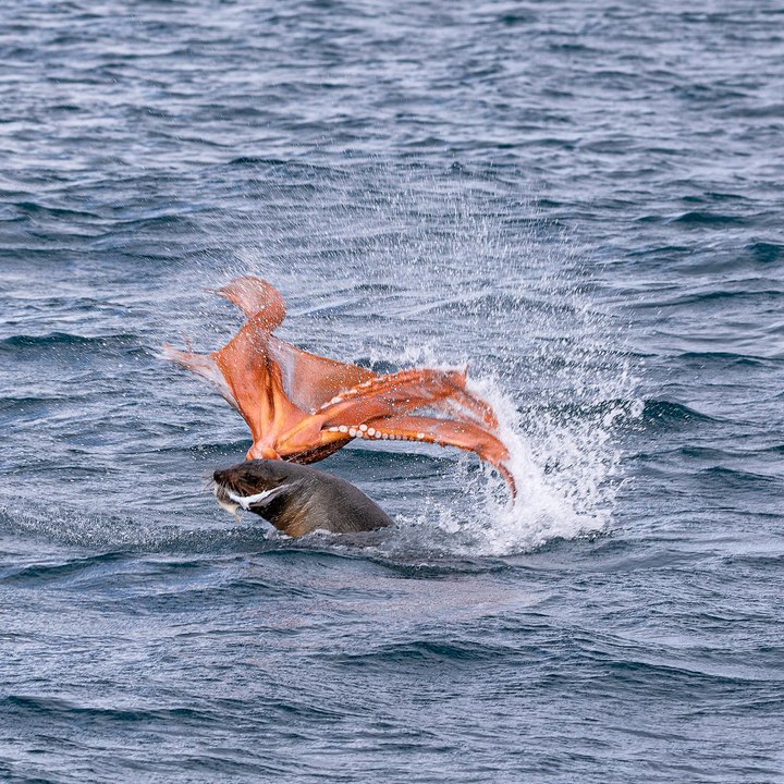 Impressive seal versus octopus attack off the coast of Eden on the Far South Coast