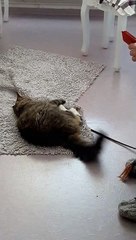 Funny cute cat enjoying with baby