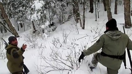 Dogs vs wild boar. Wild boar hunting with dogs. Dogs work on a hunt