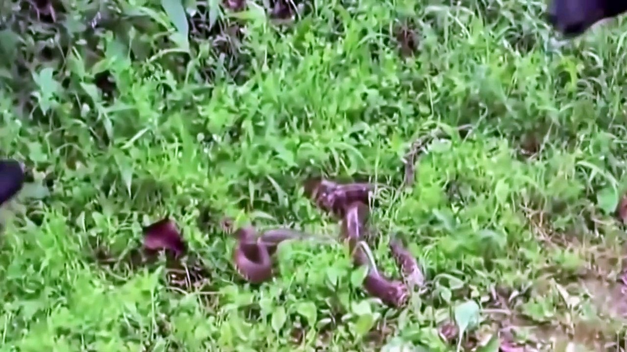 Dog vs snake. Rottweiler, dachshund, german shepherd vs snake. Anaconda vs dog