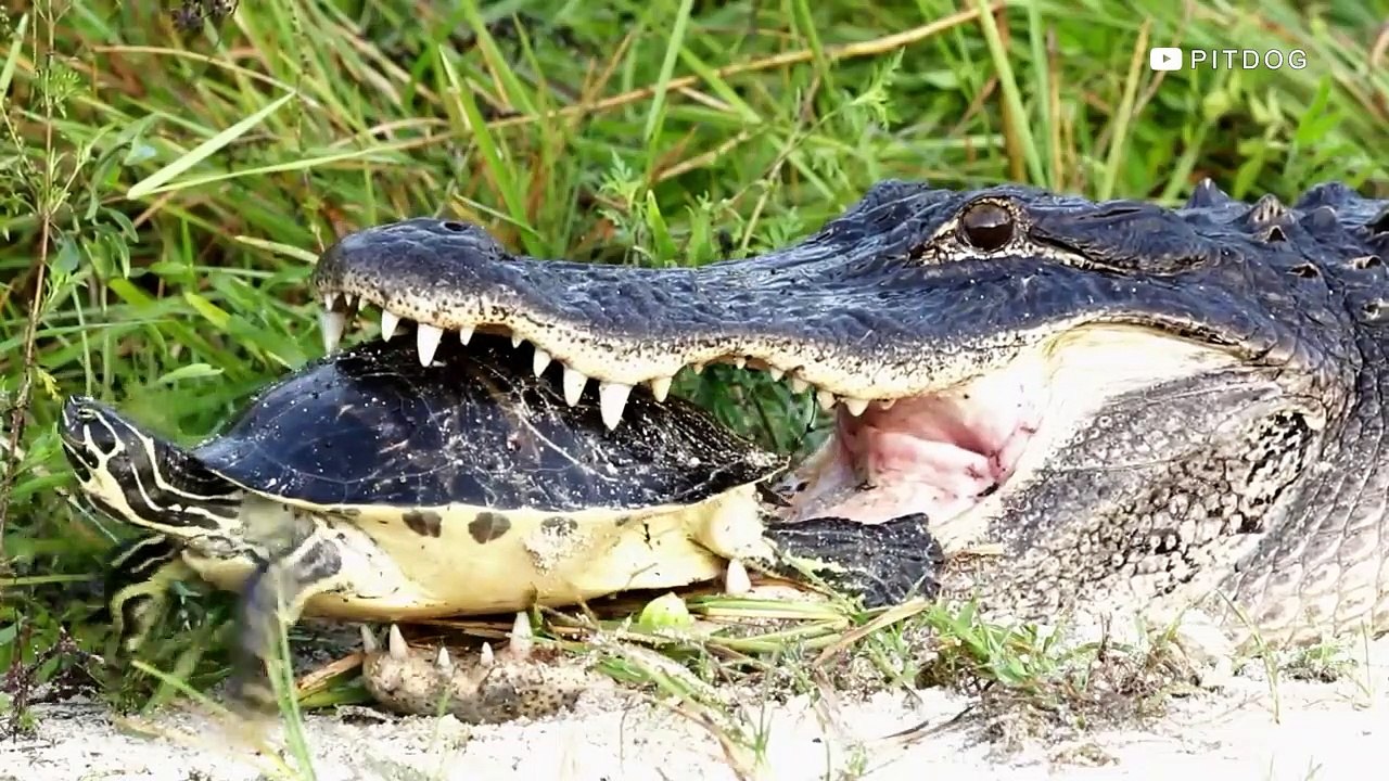 10 Wild Master Predators Who Have Mastered The Hunt - Prey Vs Predator - PITDOG