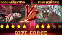 Dogo Argentino Vs Puma Mountain Lion (Cougar) Real Fight - PITDOG
