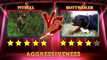 Pitbull Vs Rottweiler Comparison   Rottweiler vs Pitbull - PITDOG