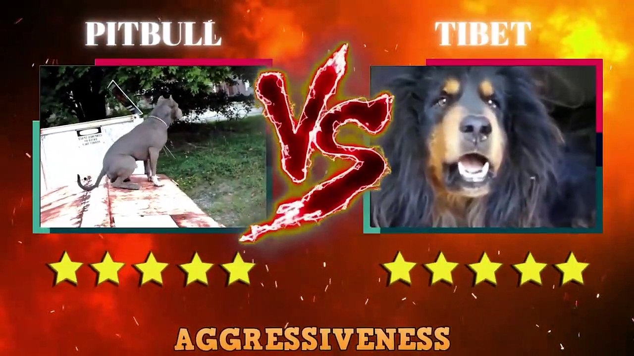Pitbull VS Tibetan Mastiff Fight Video Tibetan Mastif VS Pitbull