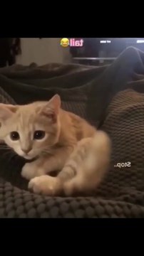 Cat And Dog Funny Animals Moment Funny Animals Fun More