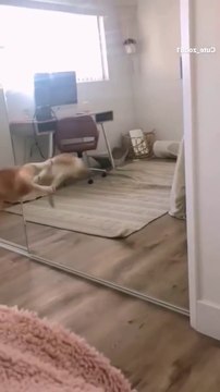 Cat Funny Videos Funny Moments - Comedy Videos Funny Animals Fun More