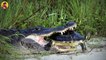 15 The Best Hunting Moments Of Alligators And Crocodiles Caught On Camera!