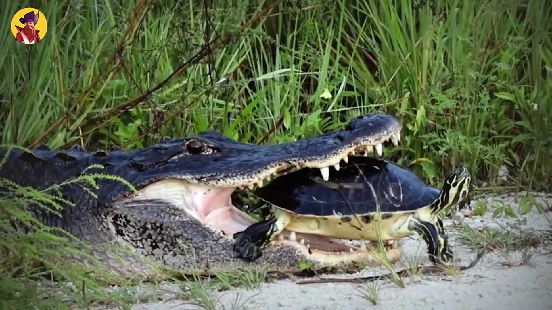 Alligator Catching Prey