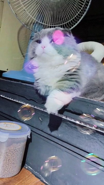 bubble cat