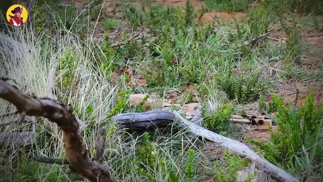 15 Revolting Hunts By Huge Snakes Eating Their Prey Alive