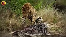 15 Astonishing Moments Of Cunning Leopards Hunting In The Wild