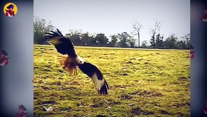 40 Trembling Moments When Predators Fought For The Same Prey